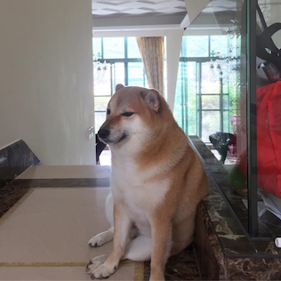 Cheems, the Shiba Inu of the Doge meme family